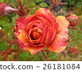 Orange beautiful rose growing in the garden 26181084
