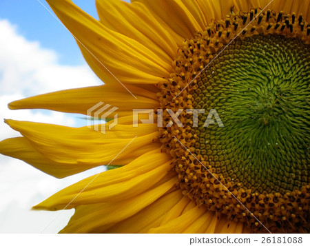 beautiful sunflower with green leaves 26181088