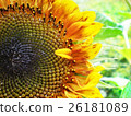 beautiful sunflower with green leaves 26181089