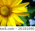 beautiful sunflower with green leaves 26181090