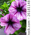 purple petunia flowers 26181148