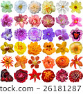 Big Selection of Various Flowers Isolated  26181287