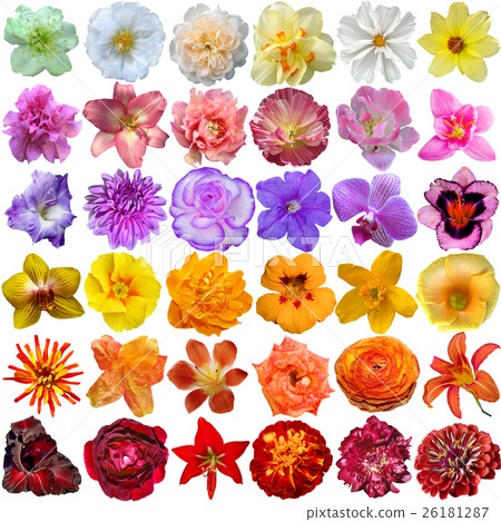 Big Selection of Various Flowers Isolated Big Selection of Various Flowers Isolated 26181287