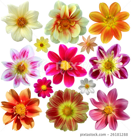 Set of dahlia flower heads isolated Set of dahlia flower heads isolated 26181288
