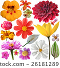 set of summer flowers on a white background 26181289
