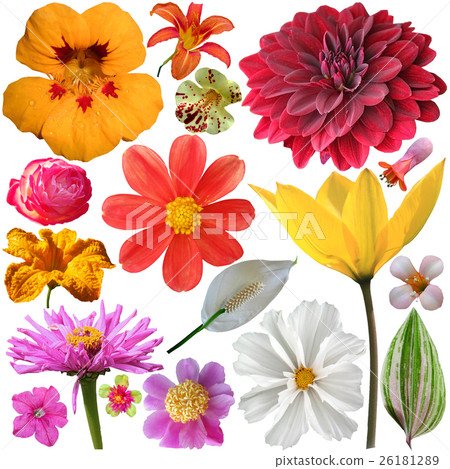 set of summer flowers on a white background set of summer flowers on a white background 26181289