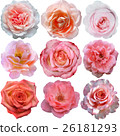 Set of pink roses   26181293