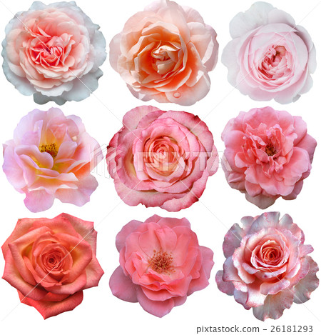 Set of pink roses Set of pink roses 26181293