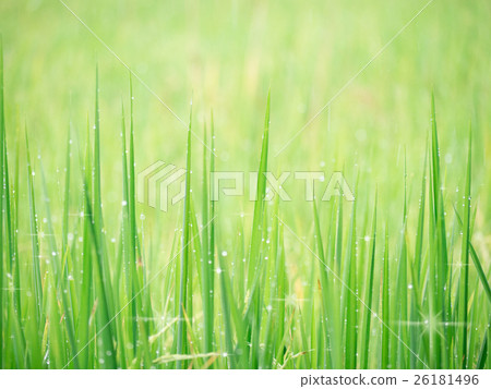 Soft background image water dew on grass in field. Soft background image water dew on grass in field. 26181496