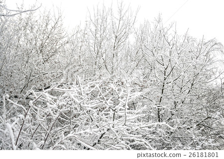 Winter landscape with snow covered trees. Winter landscape with snow covered trees. 26181801