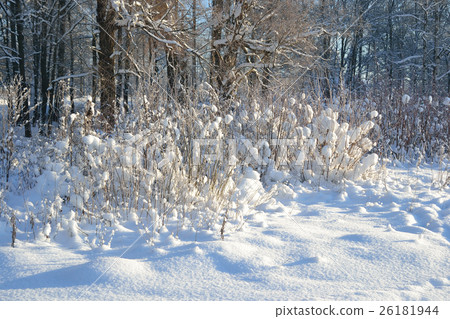 Winter landscape with trees. Winter landscape with trees. 26181944