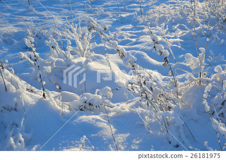 Winter landscape with dry grass. Winter landscape with dry grass. 26181975