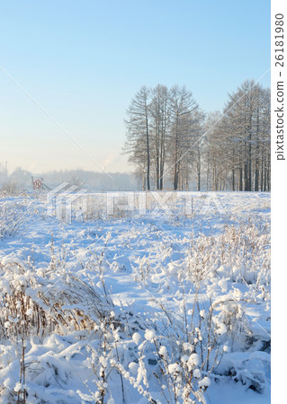 Winter landscape with trees. Winter landscape with trees. 26181980