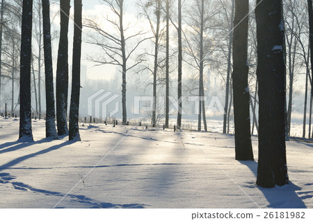 Winter landscape with trees. Winter landscape with trees. 26181982