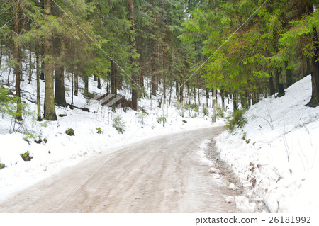 Pine tree forest at winter. Pine tree forest at winter. 26181992