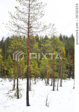Pine tree forest at winter. Pine tree forest at winter. 26182019