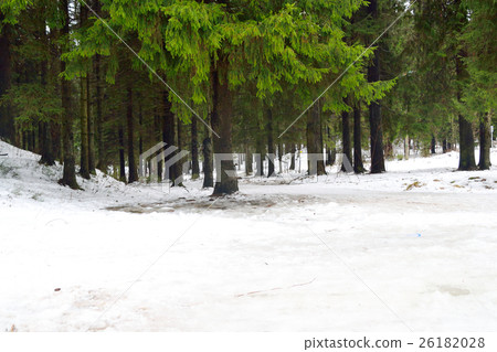Pine tree forest at winter. Pine tree forest at winter. 26182028