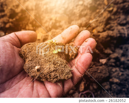 Young plant on pool soil in the human hand holding 26182052