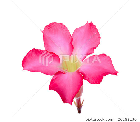 Desert Ros, Impala Lily, Mock Azalea flower  26182136