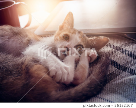 Soft image adorable cats   26182167
