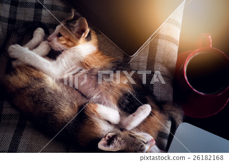Soft image sleeping baby cat Soft image sleeping baby cat 26182168