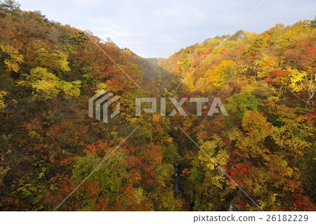從秋葉和鳴子峽（宮城縣）的大深澤橋的風景 26182229