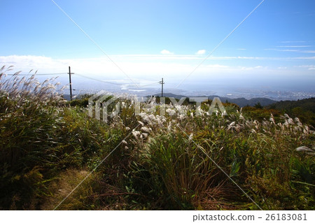 A view of Osaka bay and the group of Susuki sweet potatoes spreading at the highest peak of Rokko Mountain 931 m (1st triangle) A view of Osaka bay and the group of Susuki sweet potatoes spreading at the highest peak of Rokko Mountain 931 m (1st triangle) 26183081