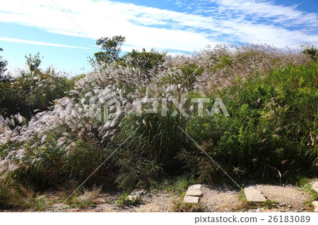 六甲山最高峰在931米點（第一個三角點）一組蘇木紅薯 26183089