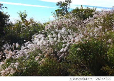六甲山最高峰在931米點（第一個三角點）一組蘇木紅薯 26183090