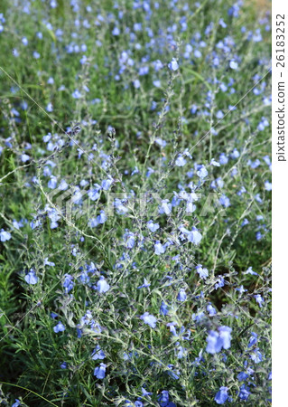 Salvia Azurea 26183252