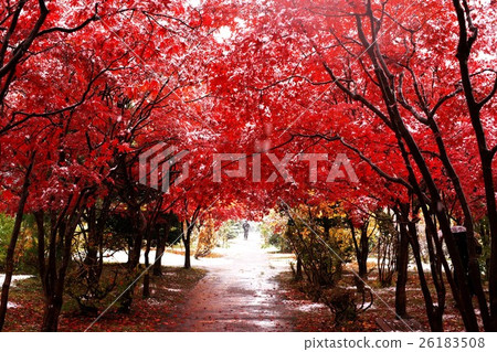 深秋平岡大中中心 26183508