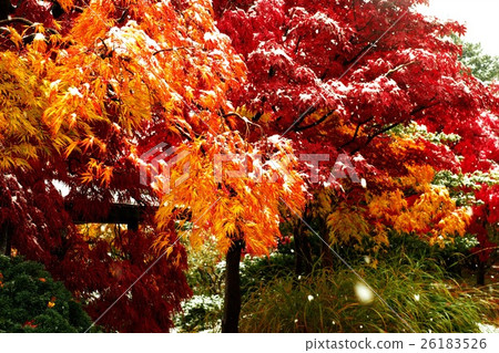 深秋平岡大中中心 26183526