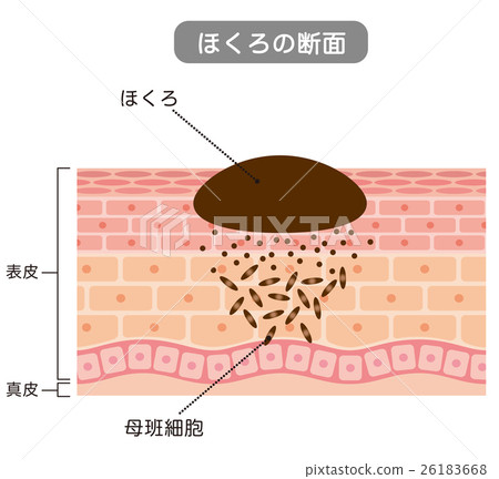 Moles cross section medical care 26183668