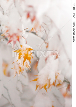 深秋與新雪之間的合作 26183836