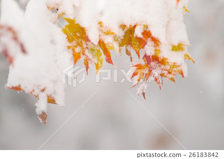 深秋與新雪之間的合作 26183842