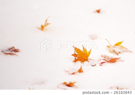 深秋與新雪之間的合作 深秋與新雪之間的合作 26183843