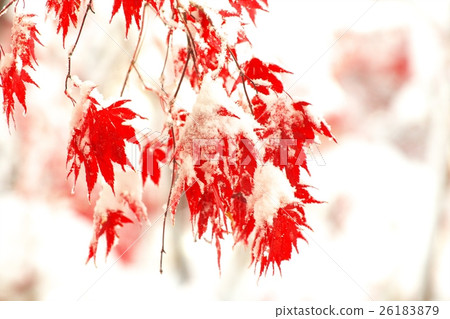 Collaboration between late autumn and fresh snow 26183879