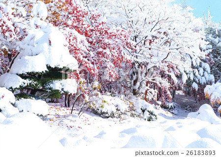 深秋與新雪之間的合作 深秋與新雪之間的合作 26183893