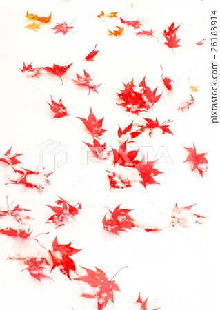 深秋與新雪之間的合作 26183914