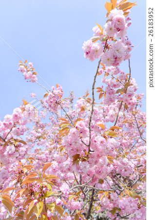 Double cherry blossoms 26183952