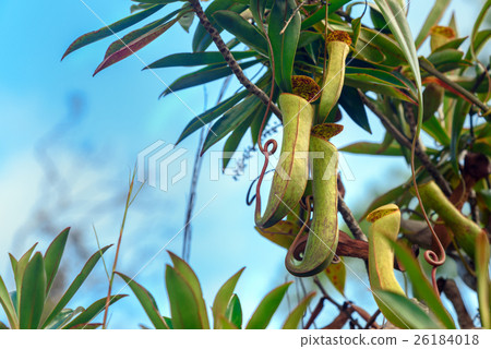 Carnivorous pitcher plant. Nepenthes albomarginata 26184018