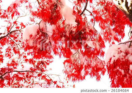 深秋與新雪之間的合作 深秋與新雪之間的合作 26184084