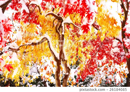 深秋與新雪之間的合作 26184085