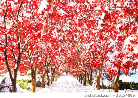 Collaboration between late autumn and fresh snow 26184099