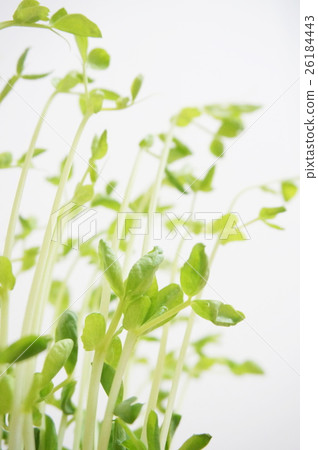 Soybean Soybean 26184443