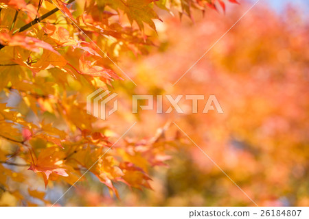 秋葉(淺景深) 秋葉(淺景深) 26184807