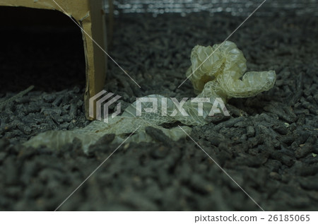 蛇的殼 蛇的殼 26185065