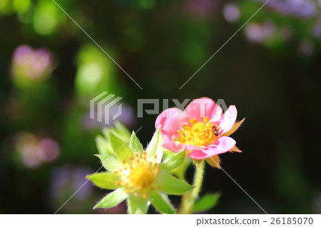 草莓花 草莓花 26185070