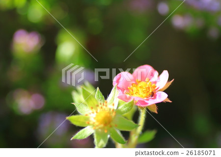 草莓花 草莓花 26185071