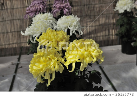 Flower of Chrysanthemum exhibition with Dankin @ Daisen Park, Sakai City 26185778